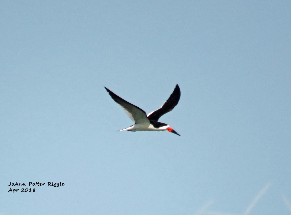 Black Skimmer - ML99054061