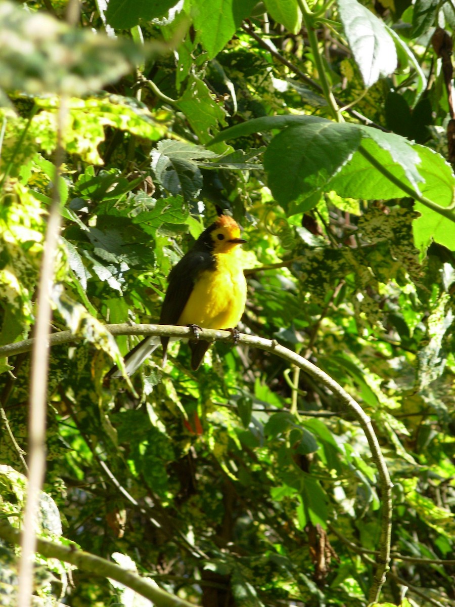 Golden-fronted x Spectacled Redstart (hybrid) - ML99054151