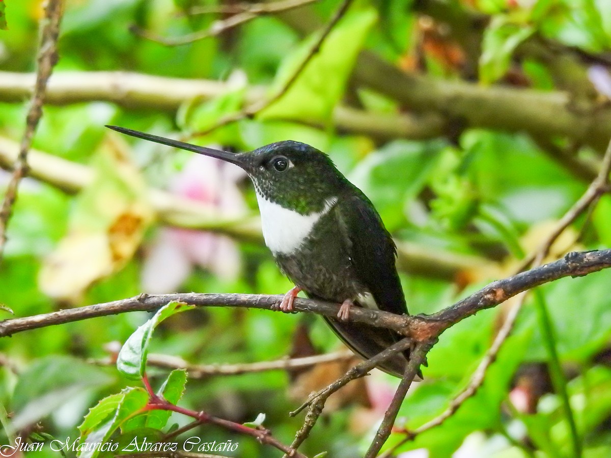 Collared Inca - ML99054321