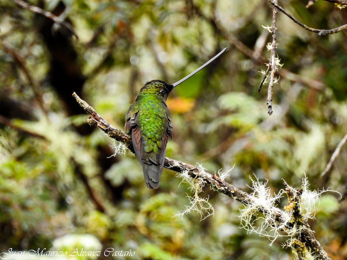 Sword-billed Hummingbird - ML99055521