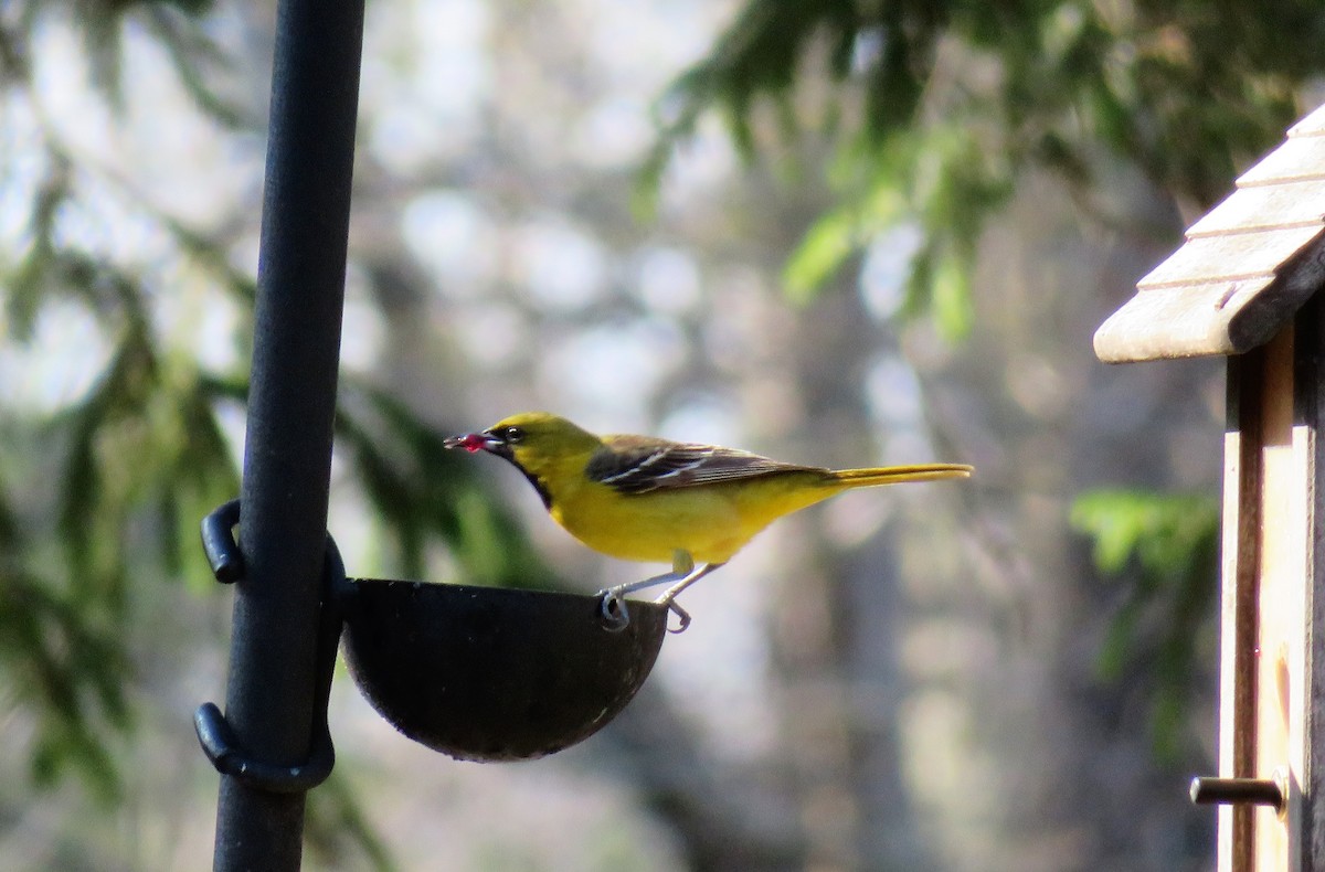 Orchard Oriole - ML99055551