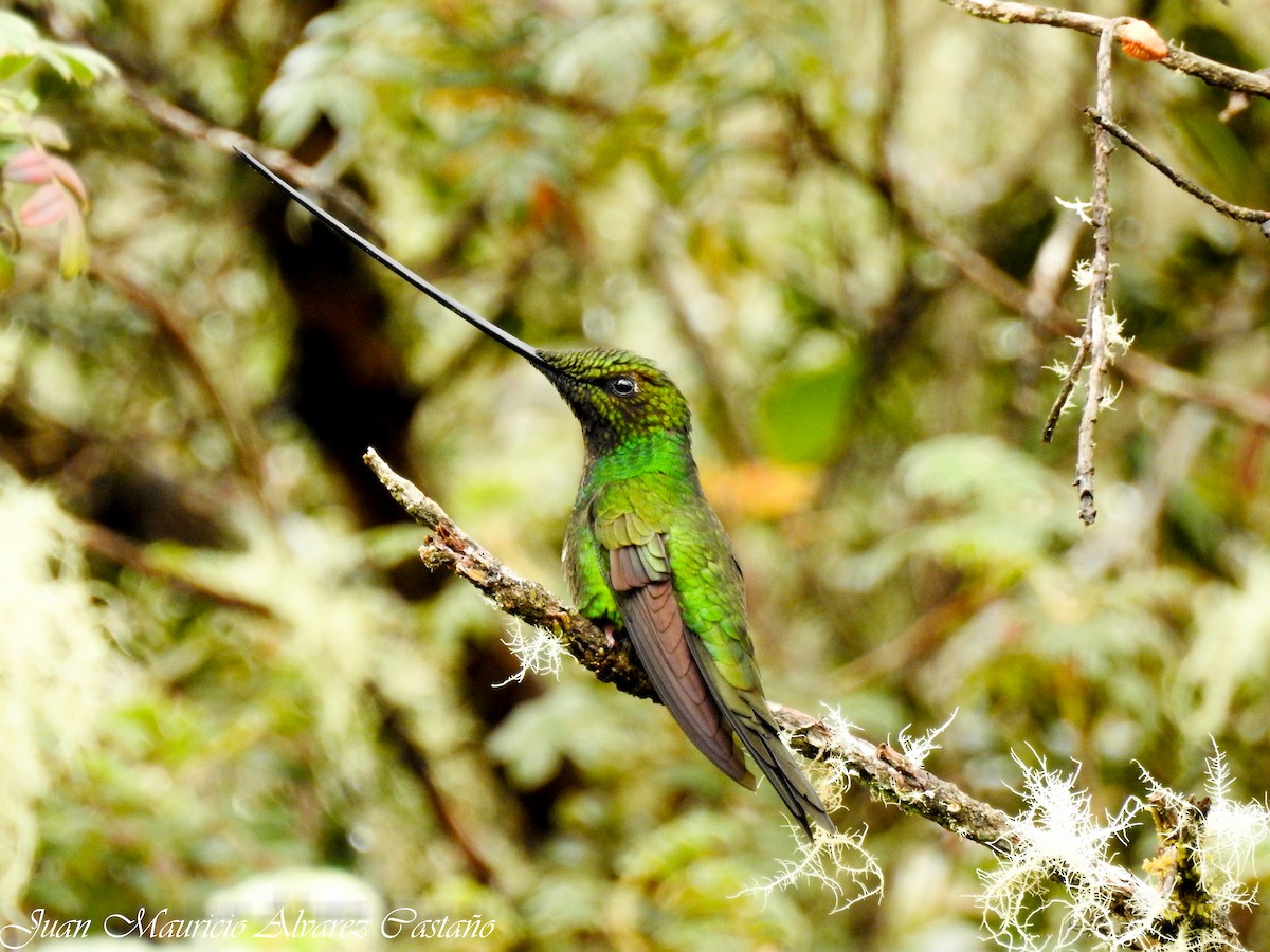 Sword-billed Hummingbird - ML99055571