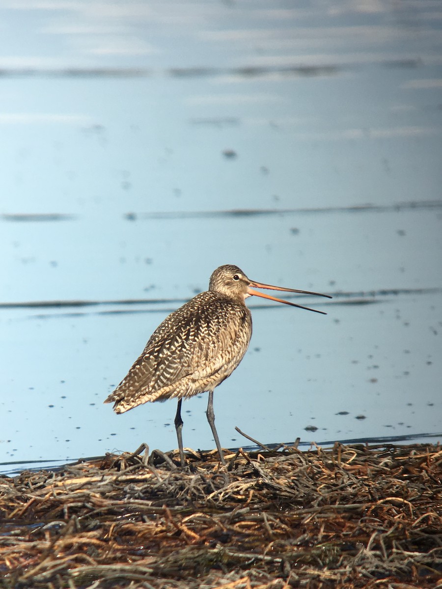 Marbled Godwit - ML99058691