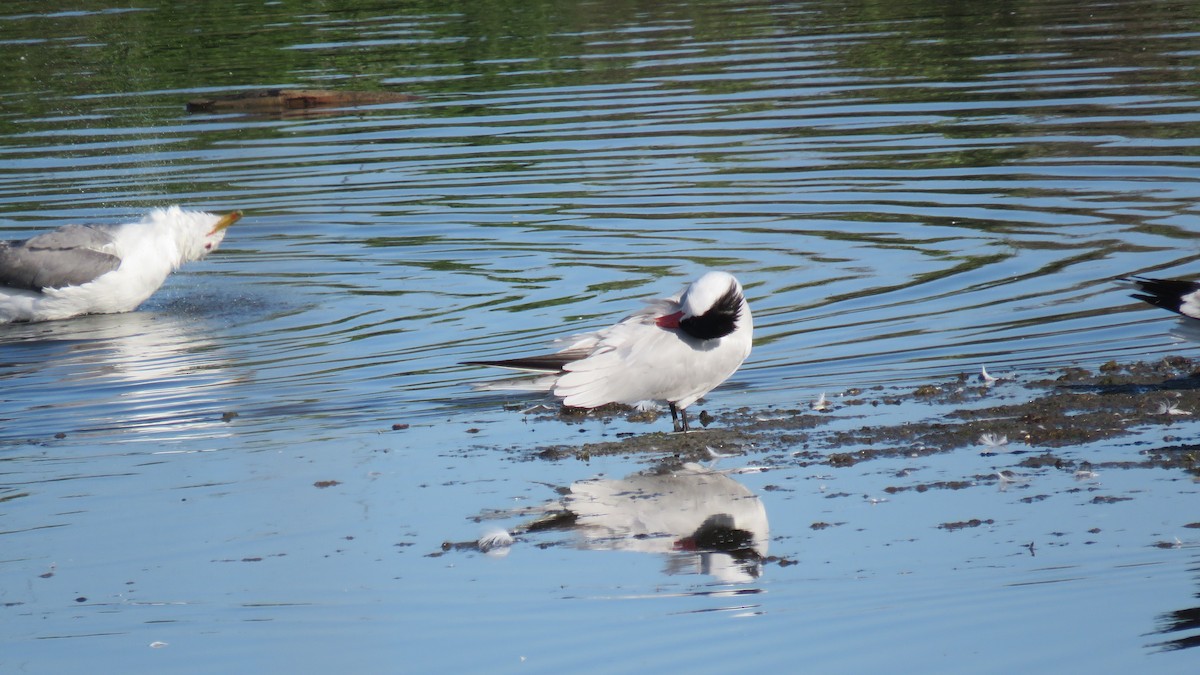 Caspian Tern - Mike Shafto