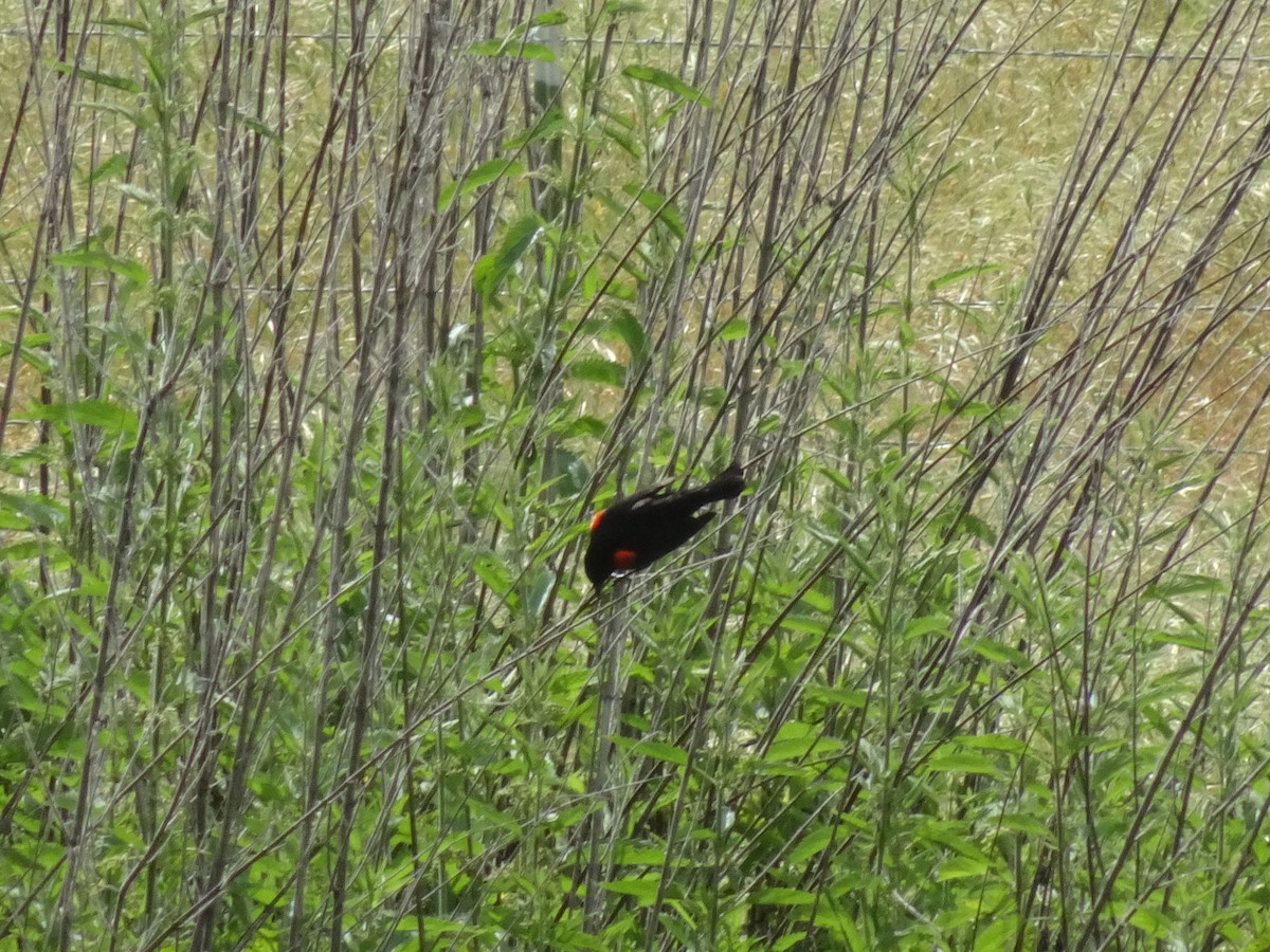 Red-winged Blackbird - ML99066941