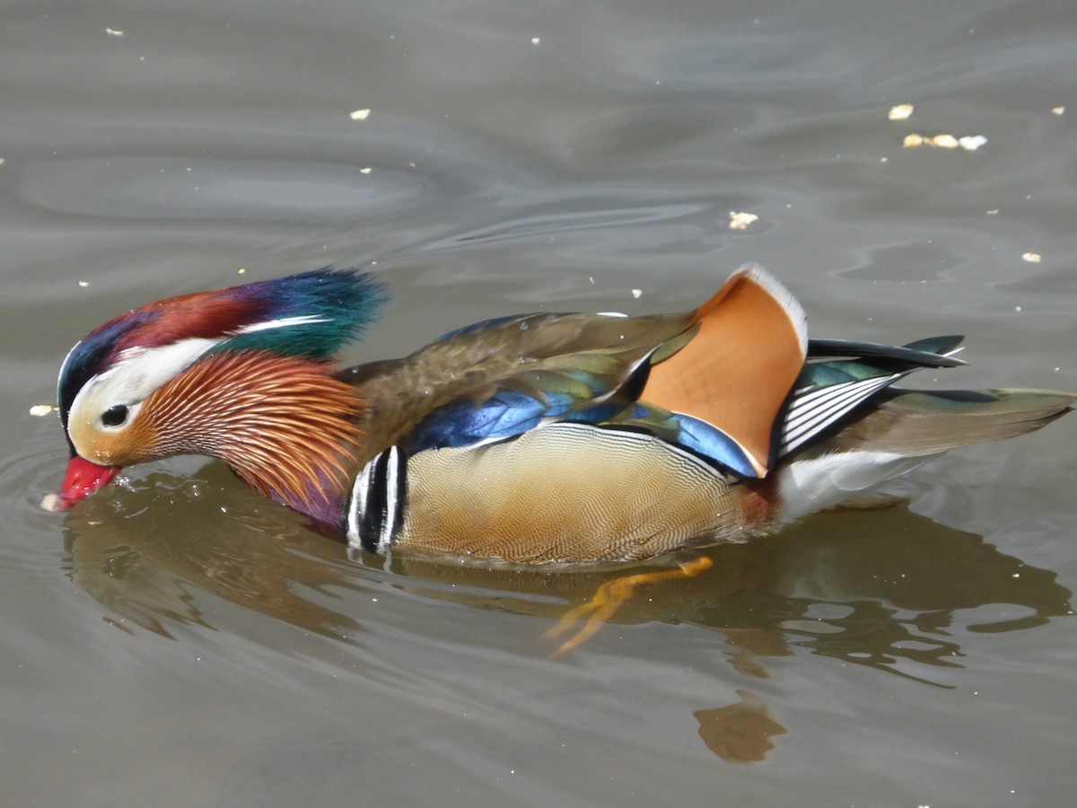 Mandarin Duck - ML99067031