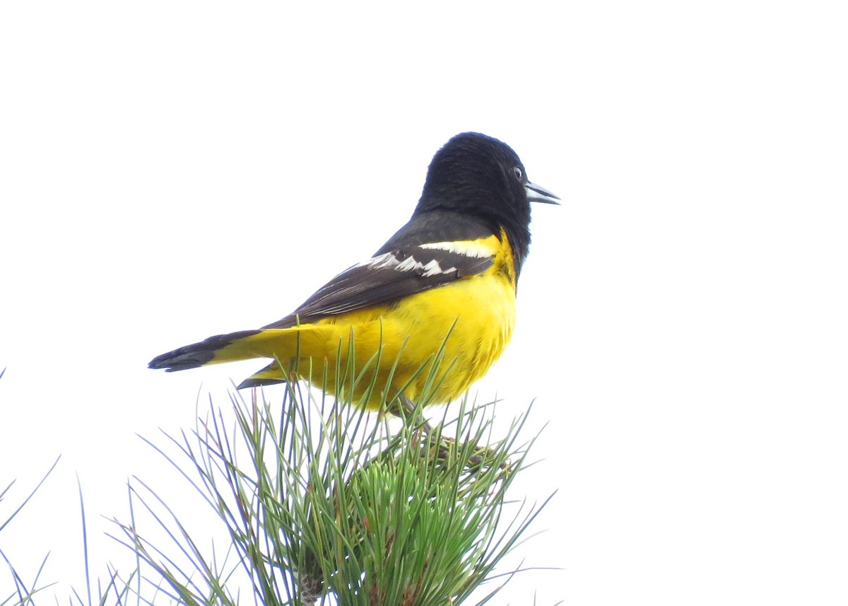 Scott's Oriole - ML99068671