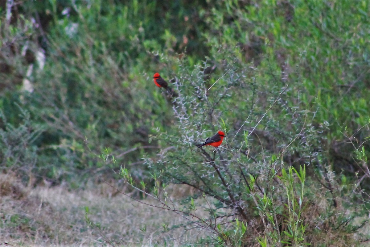 Vermilion Flycatcher - ML99068721