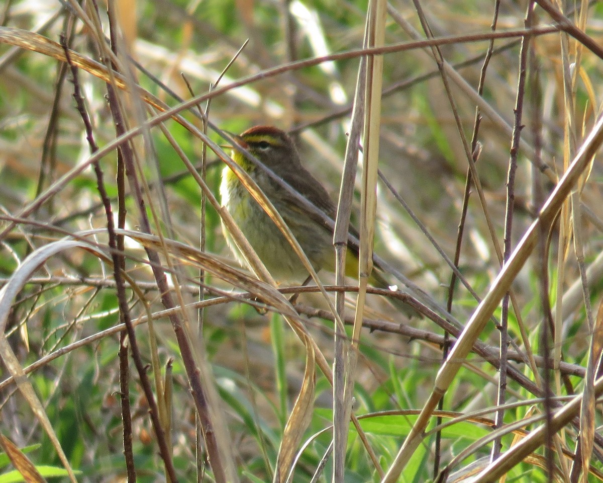 Palm Warbler - ML99069121