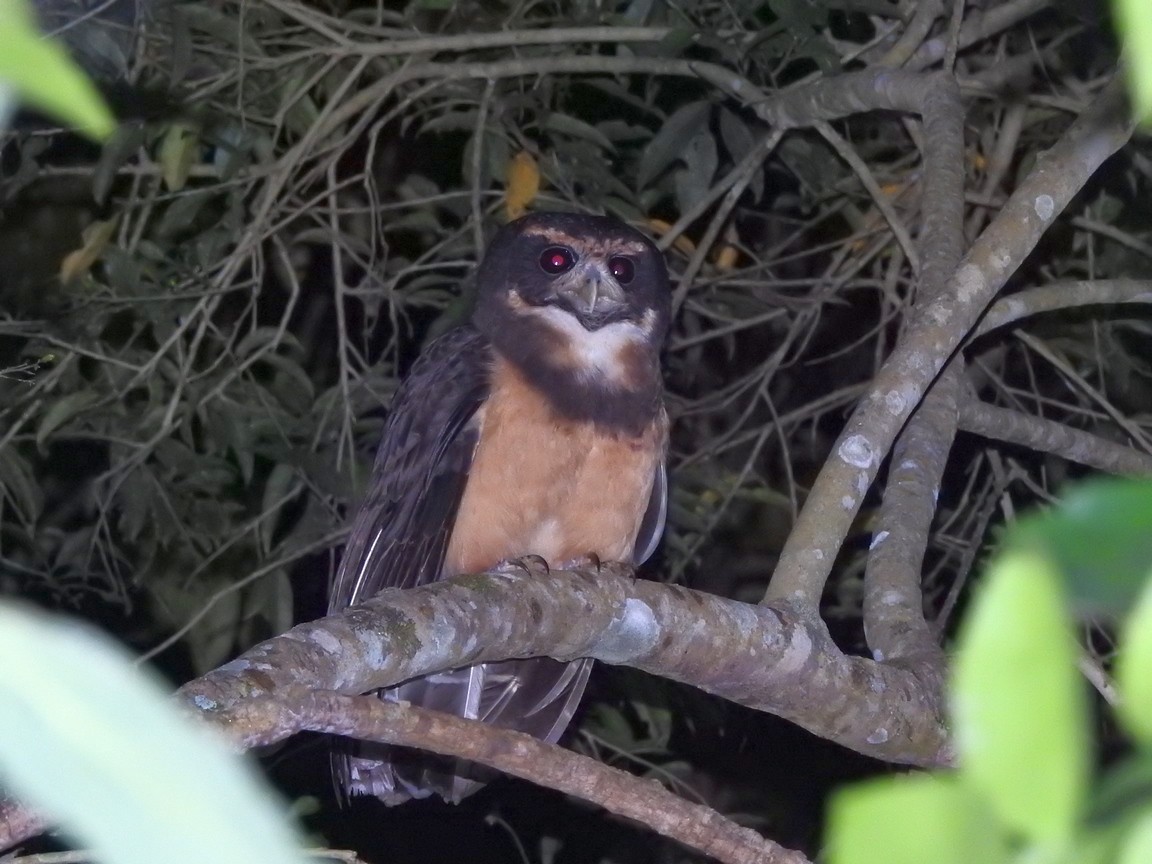 Tawny-browed Owl - ML99069321