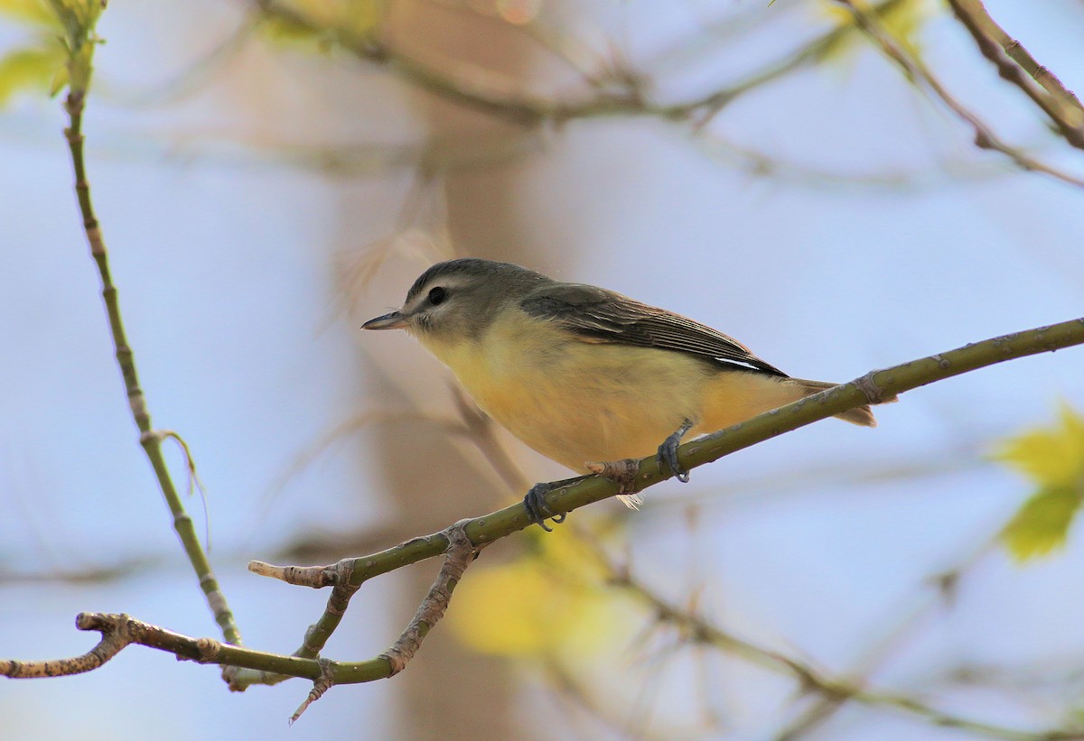 Philadelphia Vireo - John  Cameron