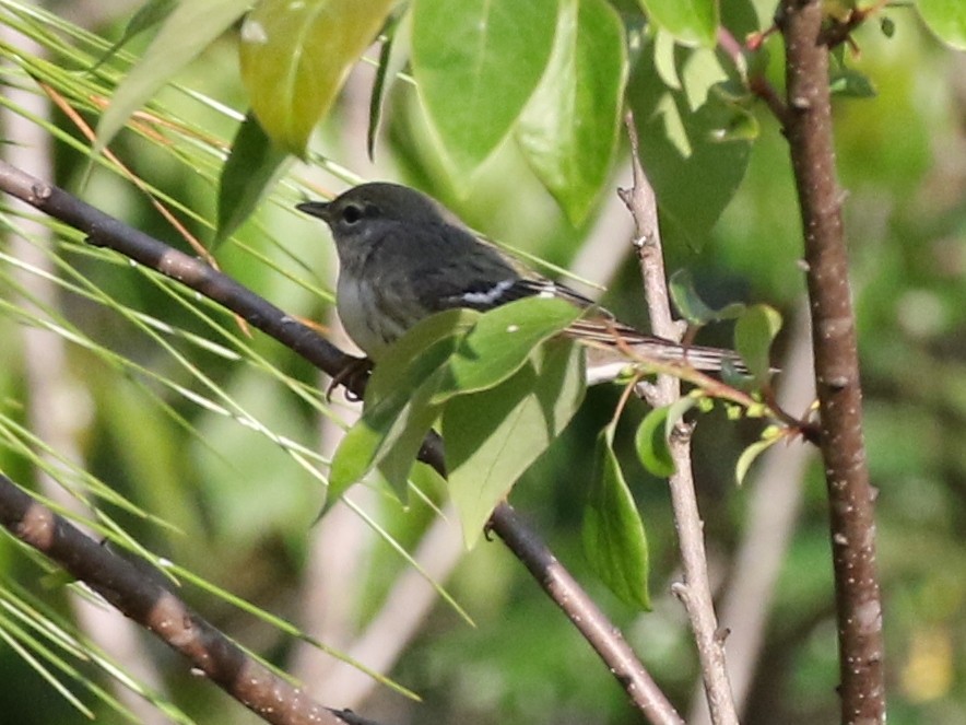 Blackpoll Warbler - ML99070921