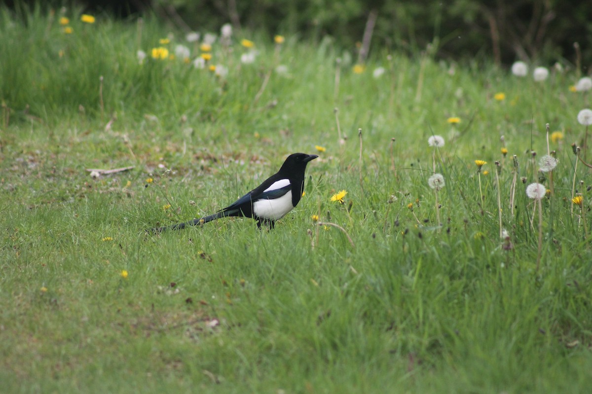 Eurasian Magpie - ML99074681