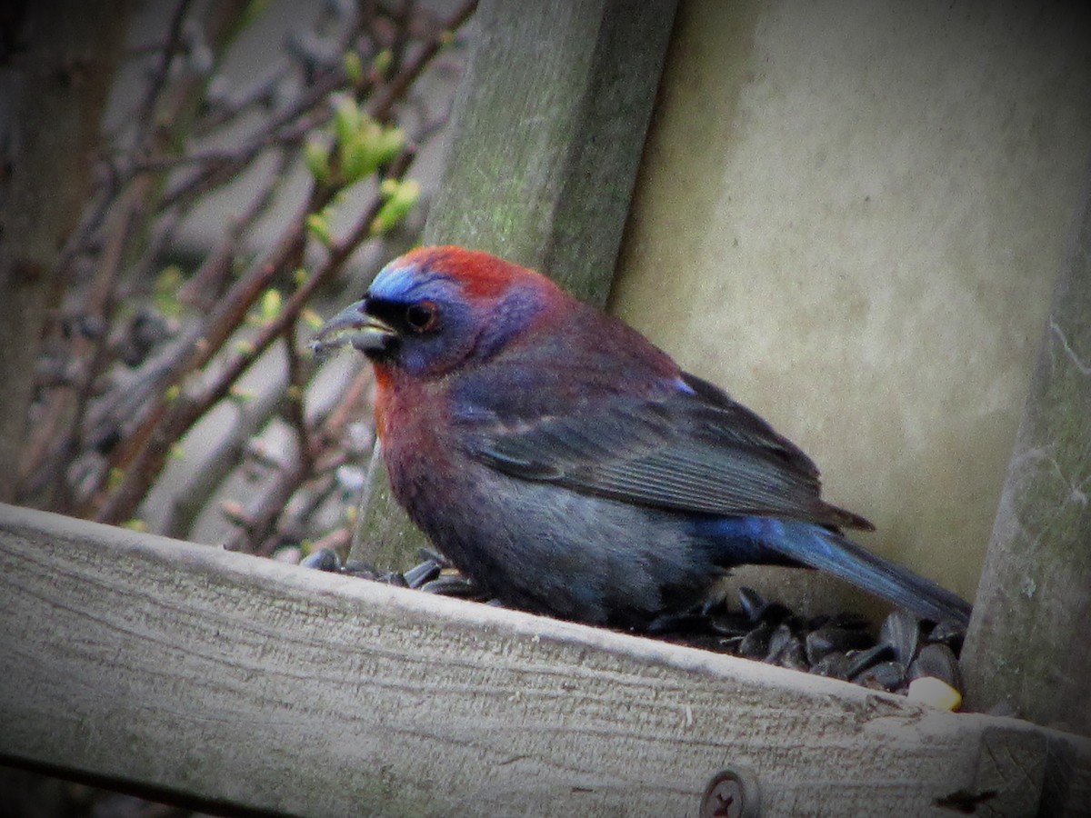 Varied Bunting - ML99075841