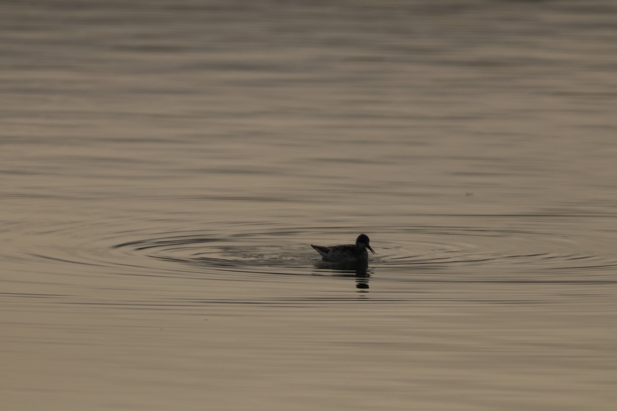 Red-necked Phalarope - ML99075891