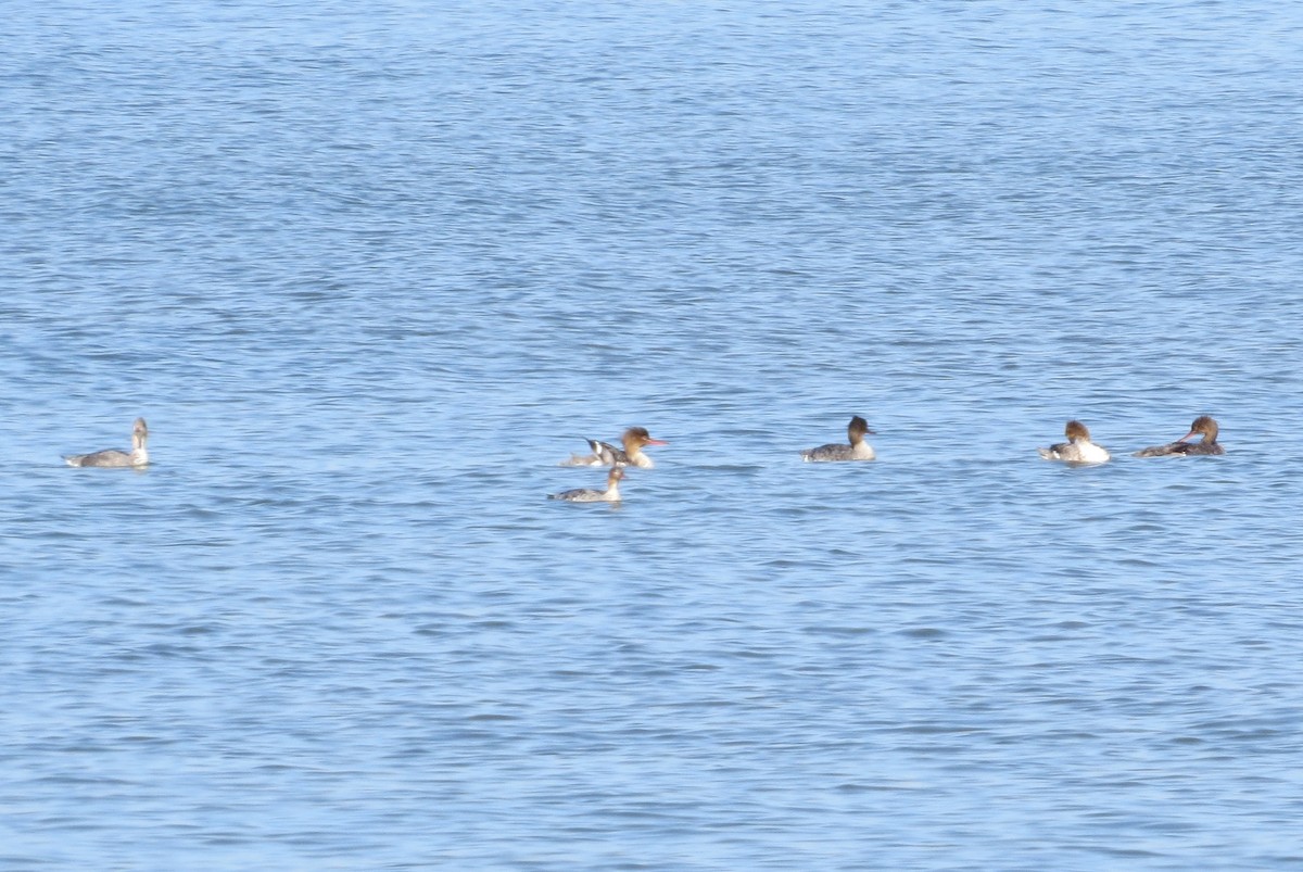 Сэвгэр бохио - ML99076051