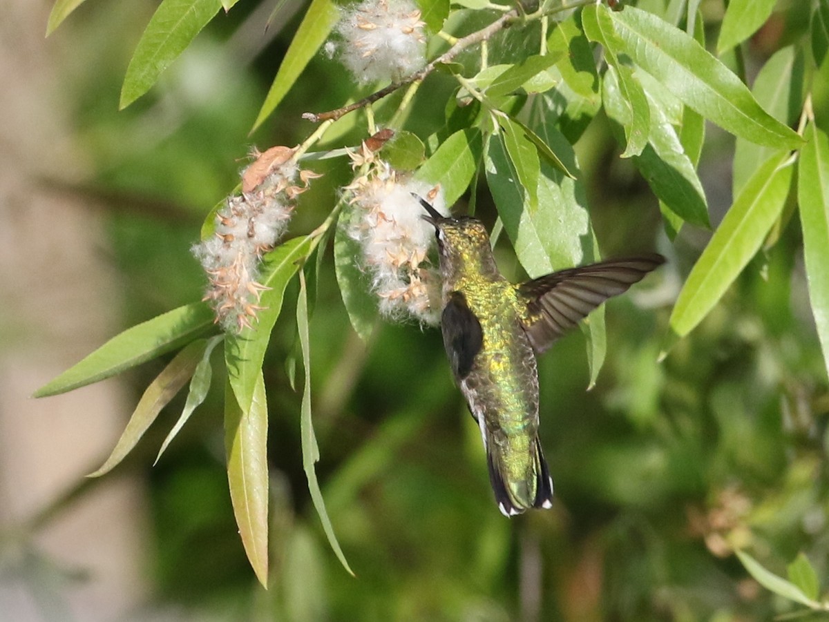 Ruby-throated Hummingbird - ML99076071