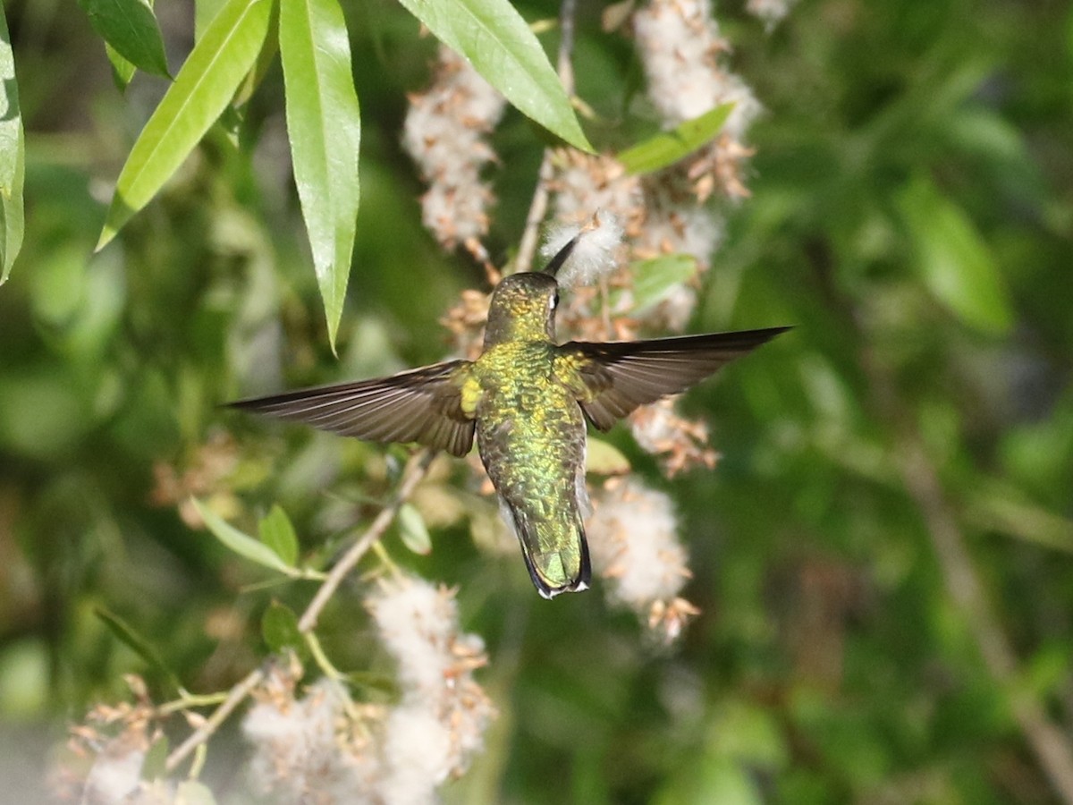 Ruby-throated Hummingbird - ML99076091