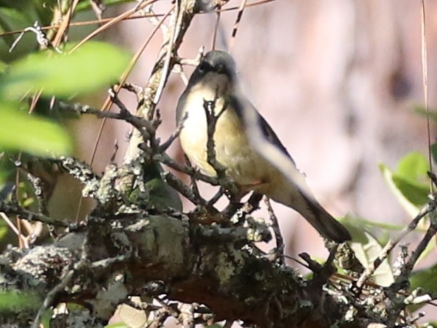 Black-throated Blue Warbler - ML99076711