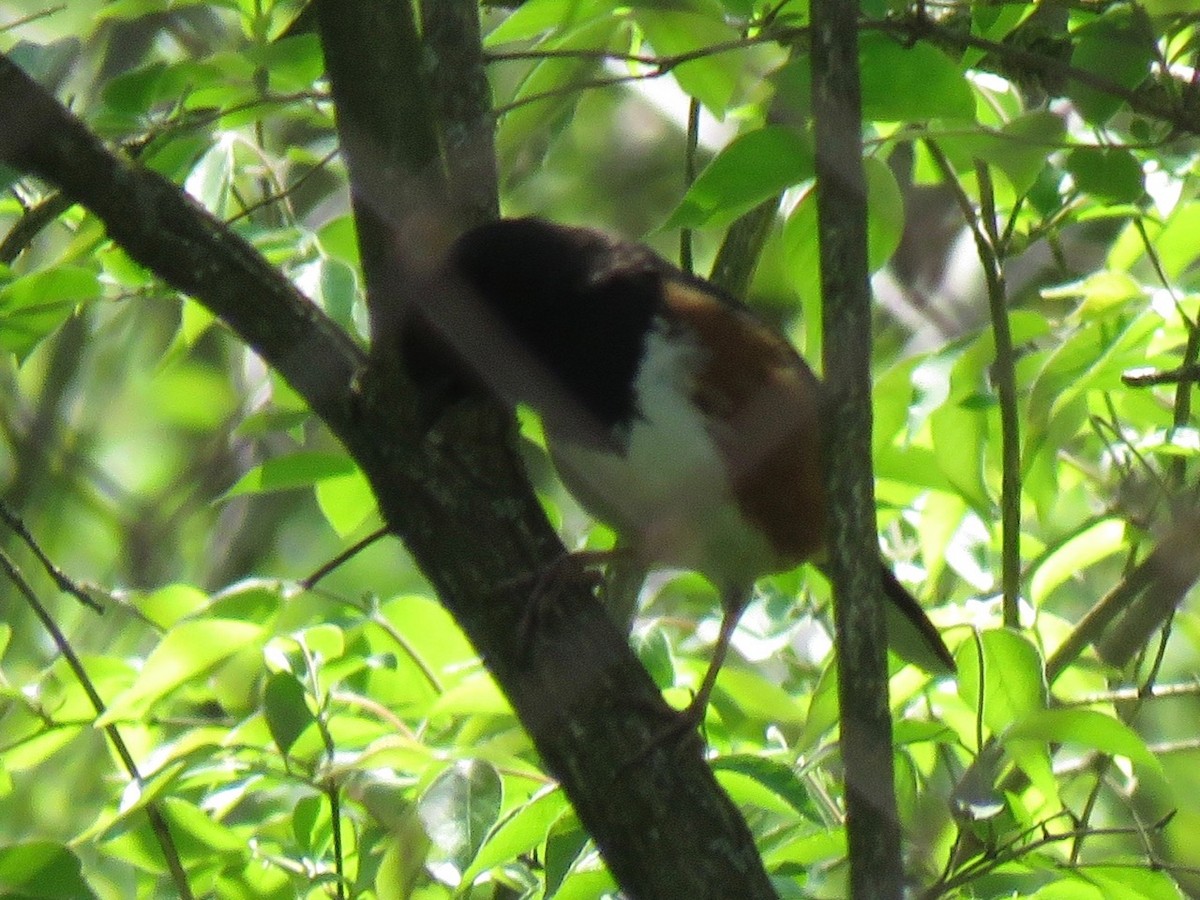 Eastern Towhee - ML99079241