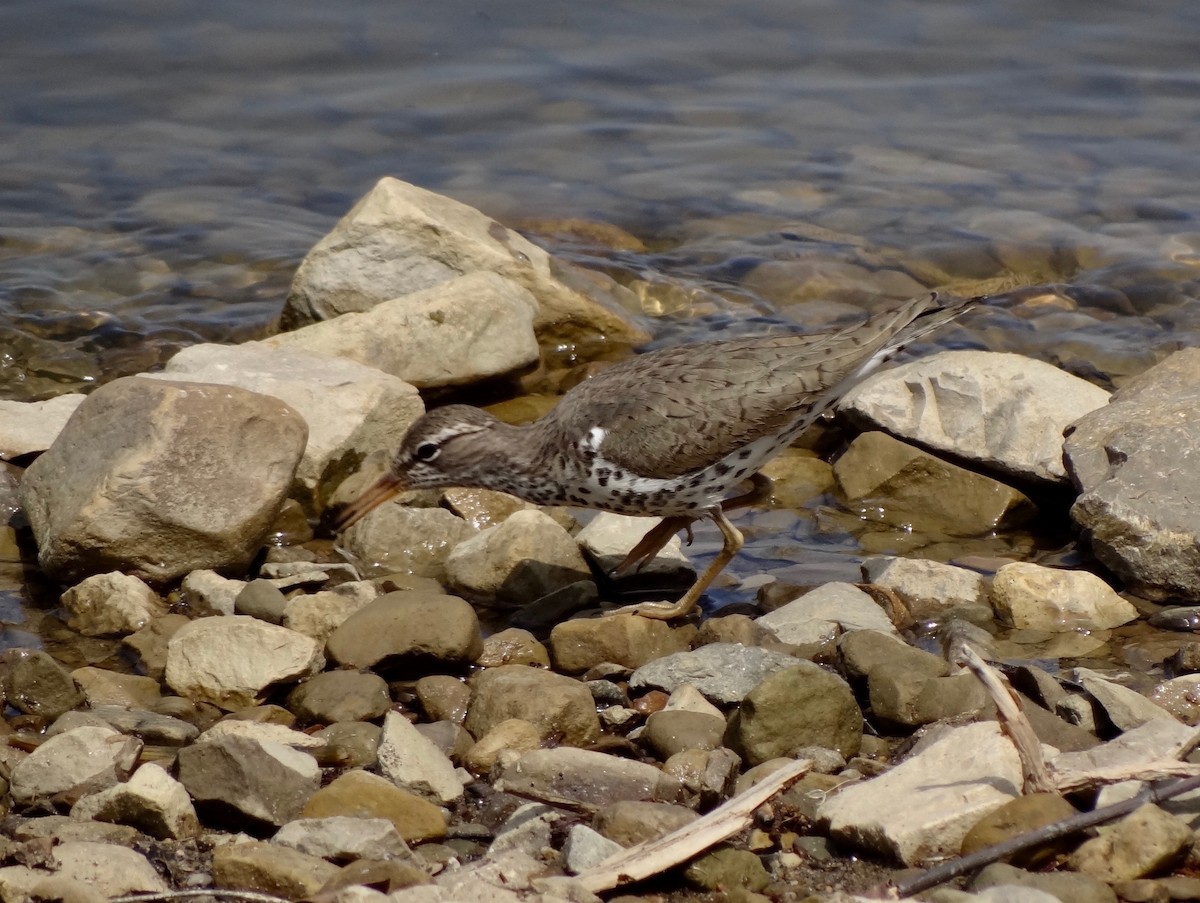 Spotted Sandpiper - Jeffrey Roth