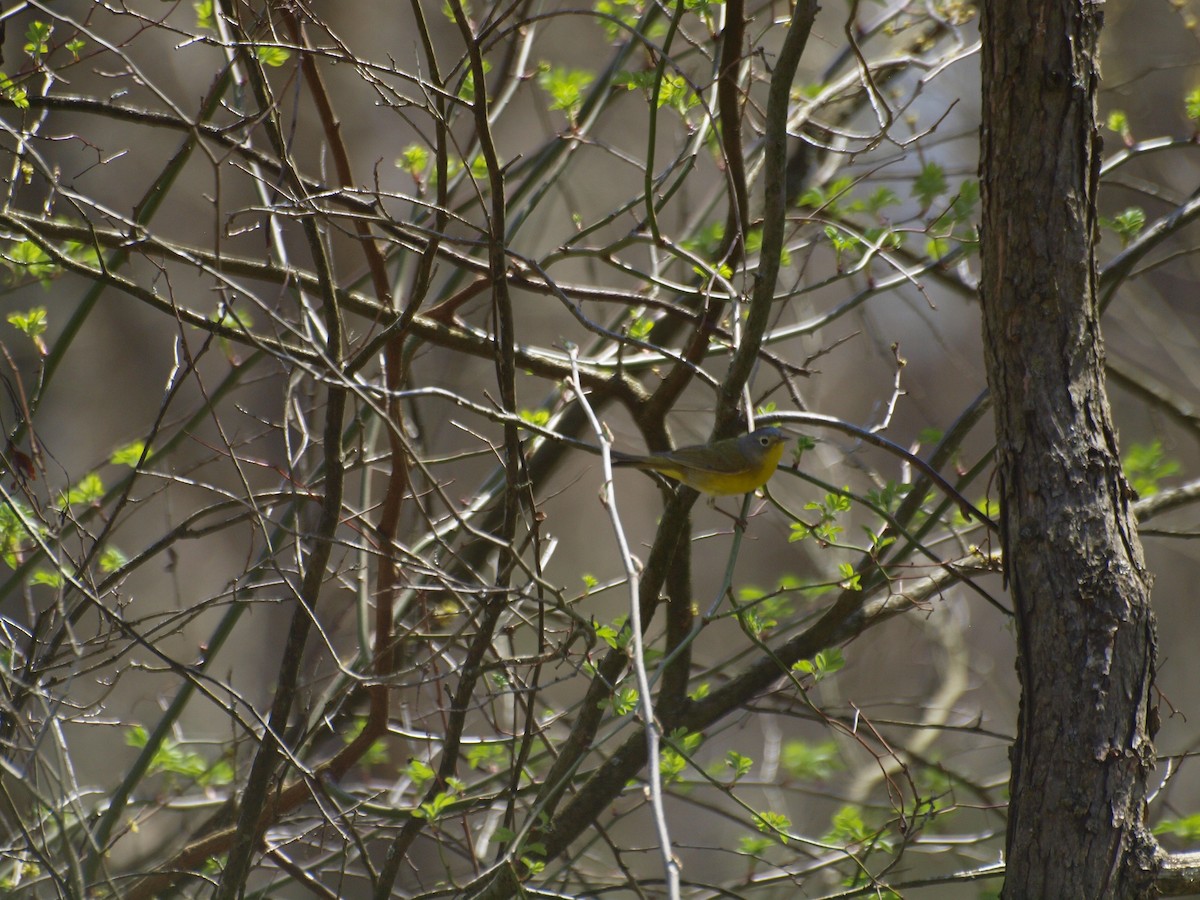 Nashville Warbler - ML99080091