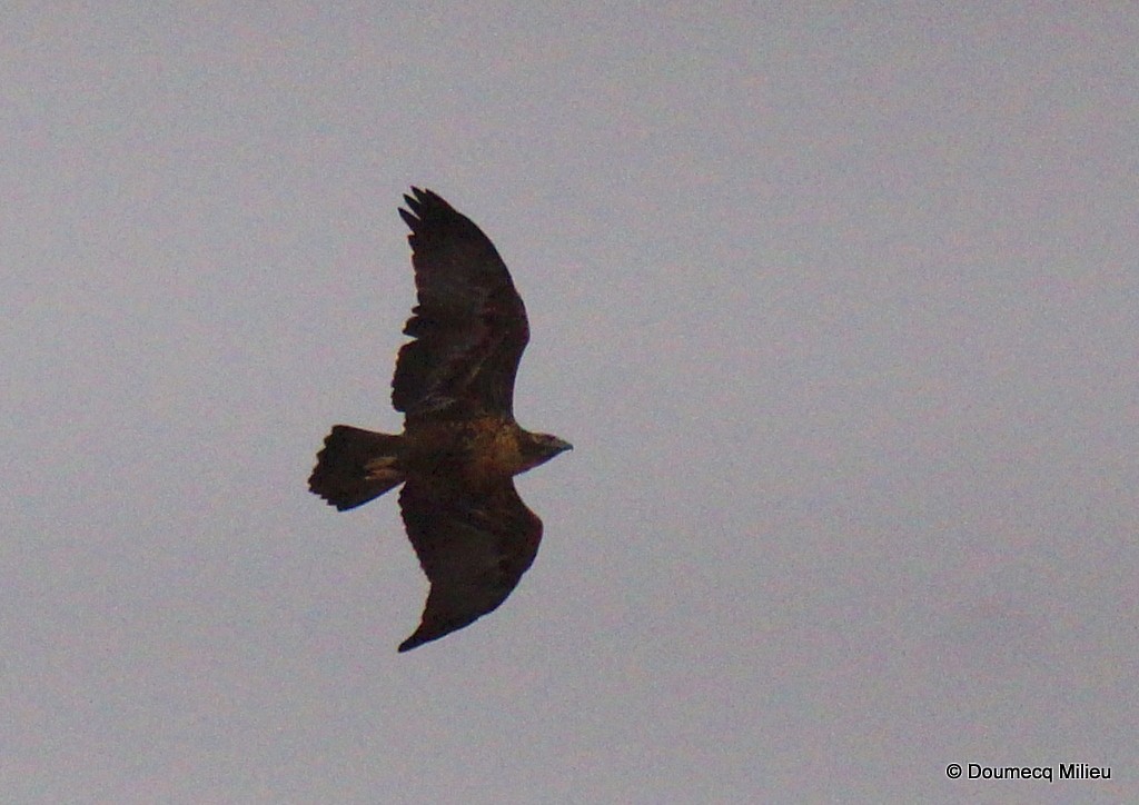 Black-chested Buzzard-Eagle - ML99081791