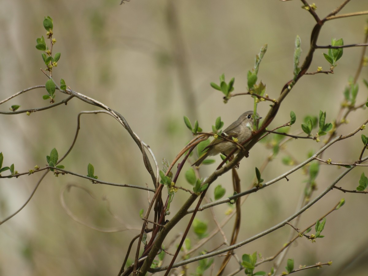 Ruby-crowned Kinglet - ML99082501