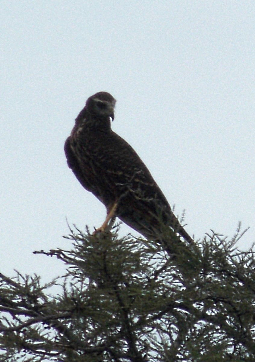 Long-winged Harrier - ML99082631