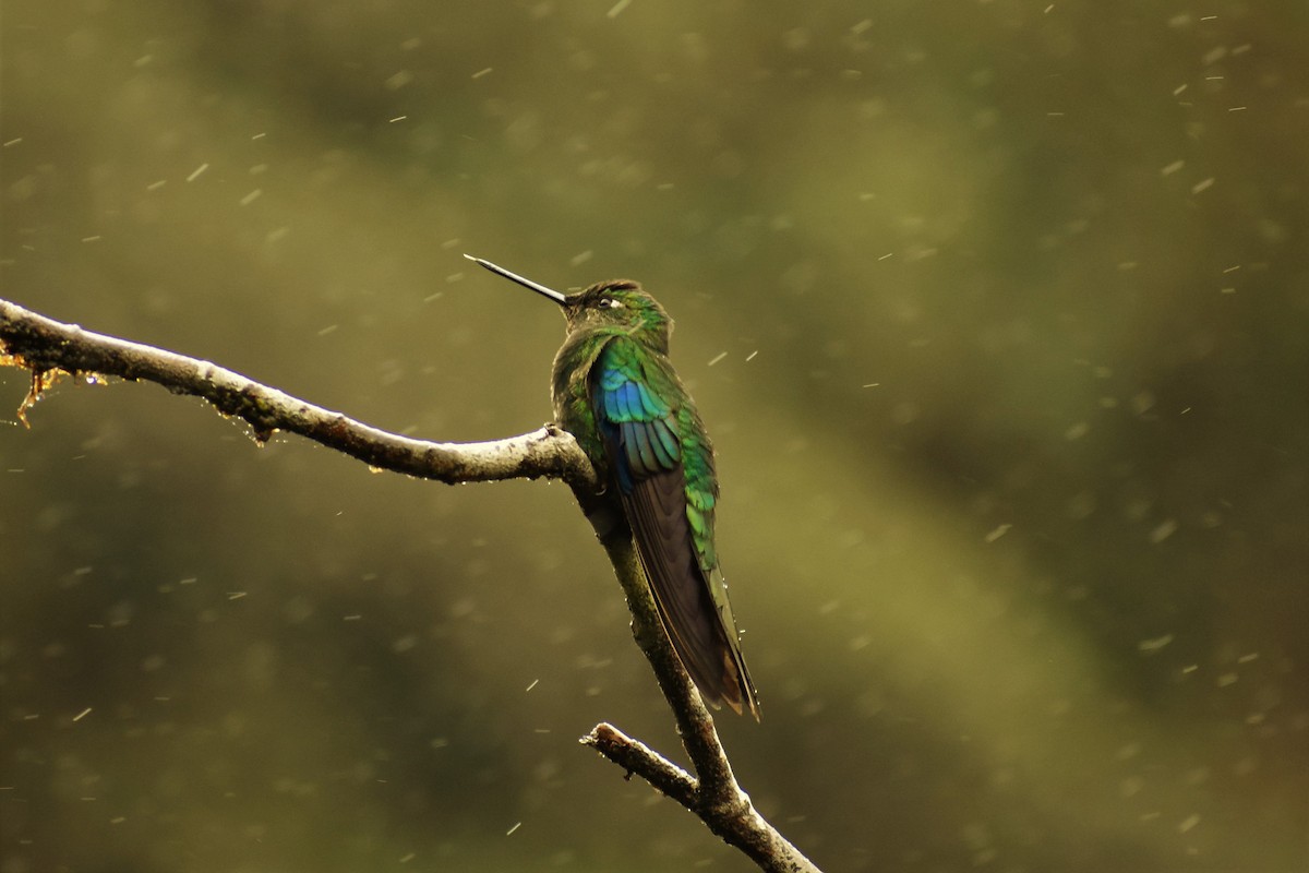 kolibřík modrokřídlý - ML99083101