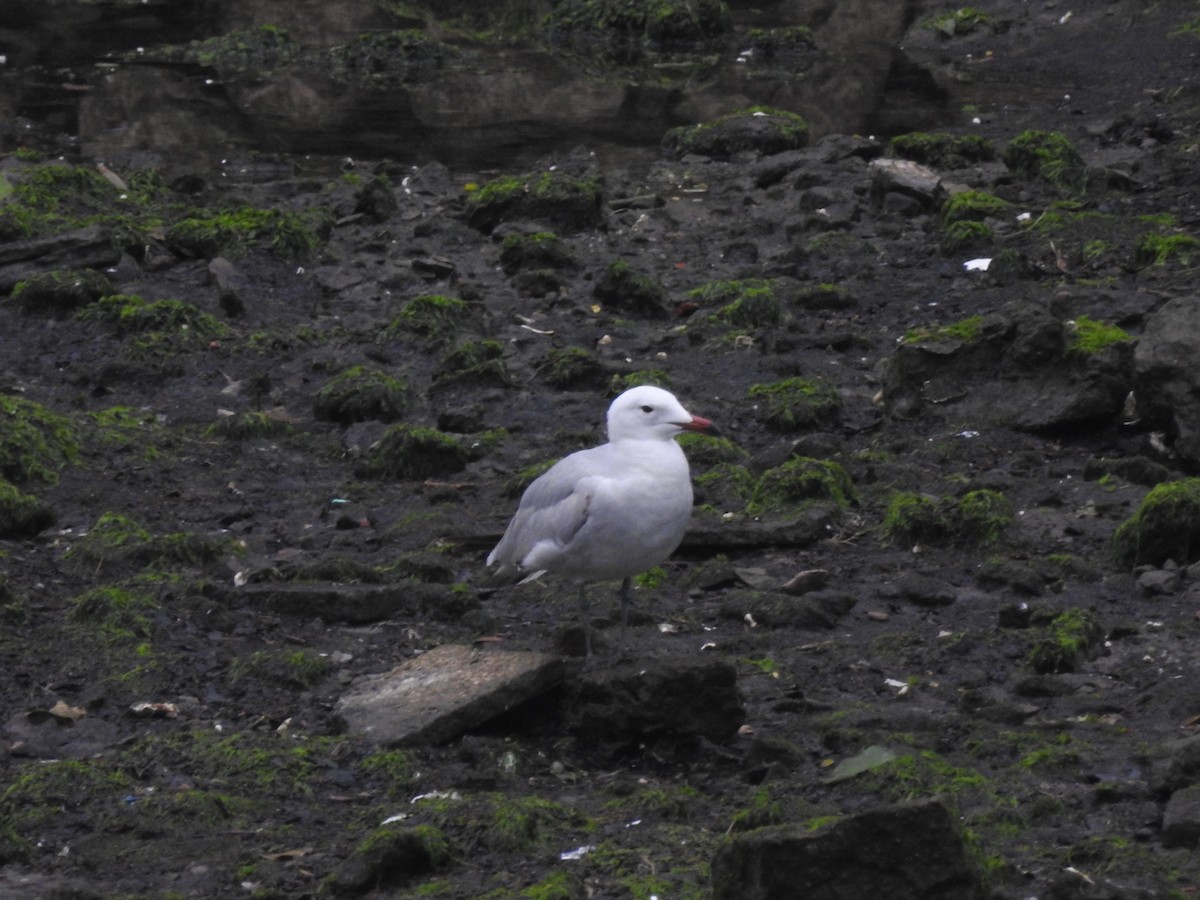 Audouin's Gull - ML99085741