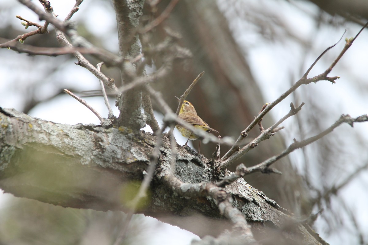 Palm Warbler - ML99086851