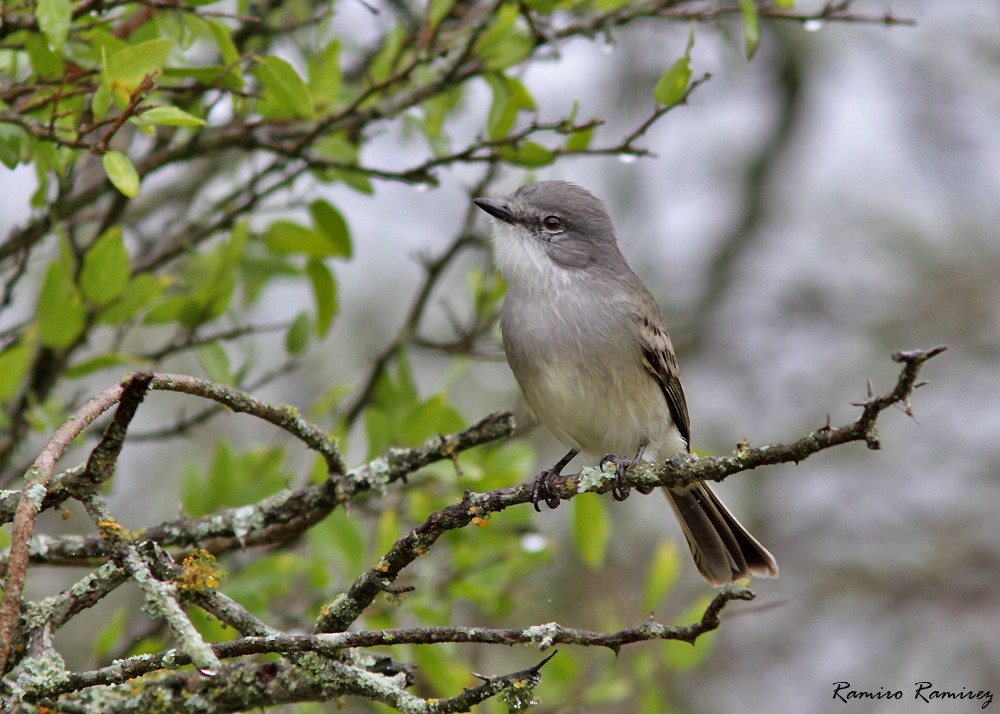 Suiriri Flycatcher - Ramiro Ramirez