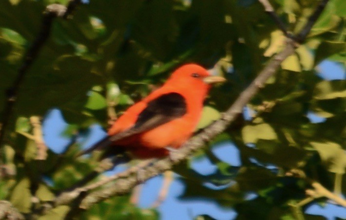 Scarlet Tanager - ML99089841
