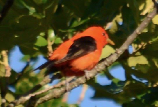 Scarlet Tanager - ML99090131