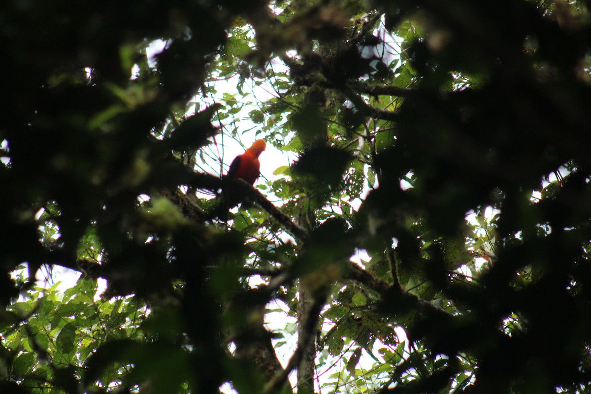 Andean Cock-of-the-rock - ML99090371