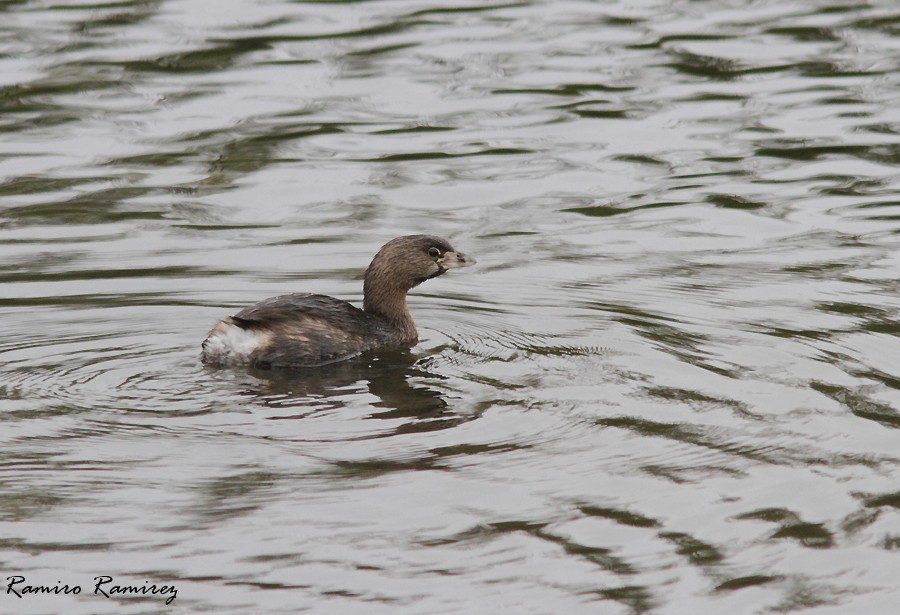 Pied-billed Grebe - ML99090721