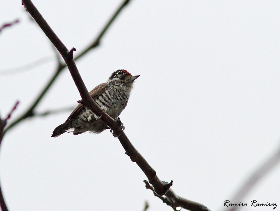 White-barred Piculet - ML99090931