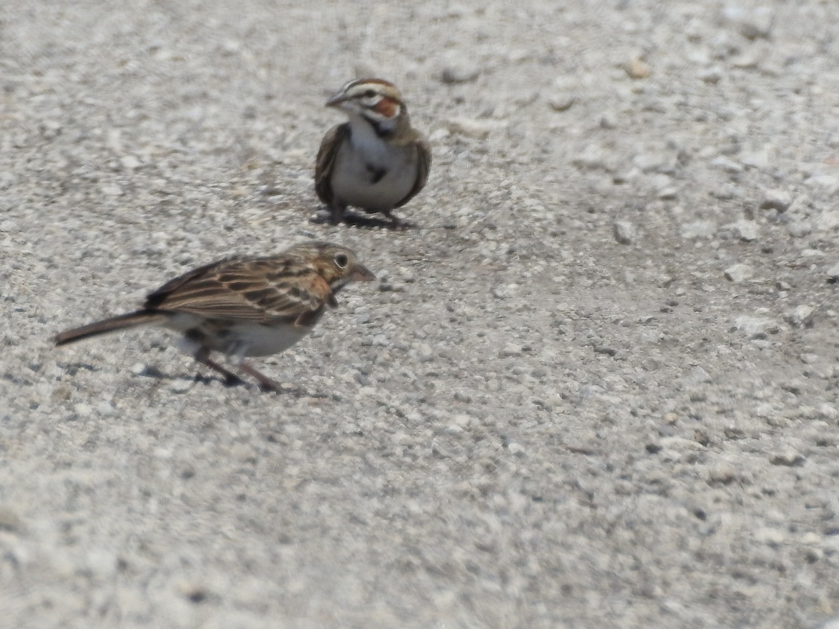 Lark Sparrow - ML99091131