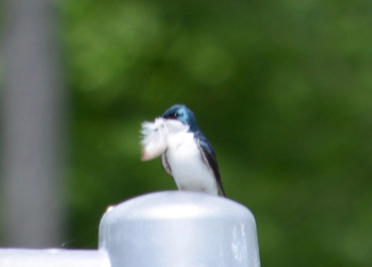 Tree Swallow - ML99091211