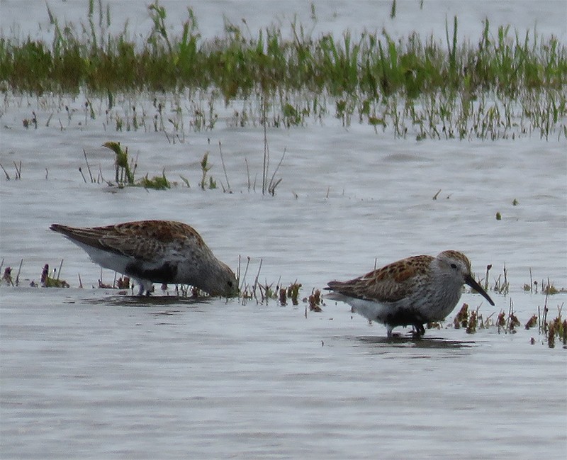 Dunlin - ML99091951