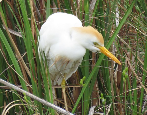 Western Cattle Egret - Karen Lebing