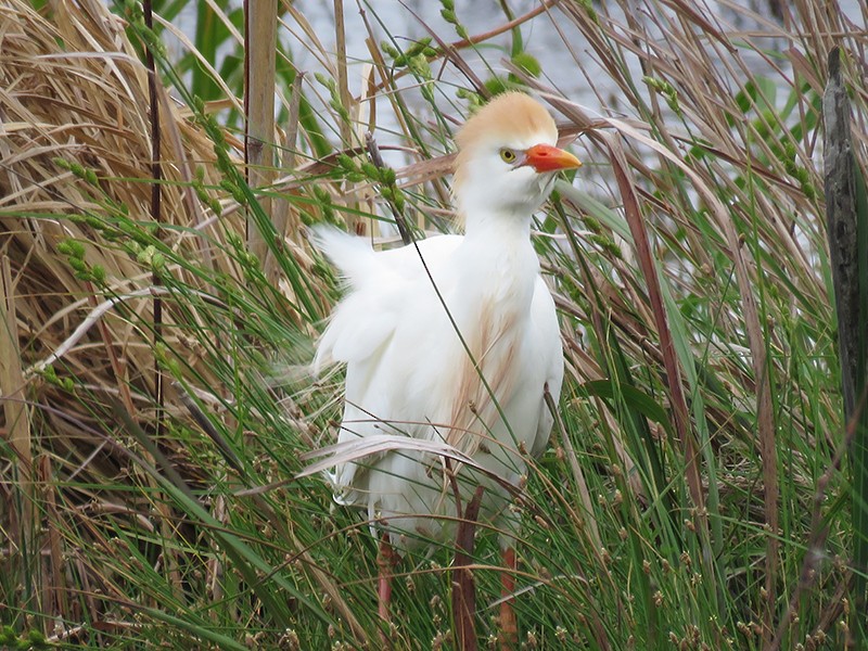 Western Cattle Egret - ML99092091