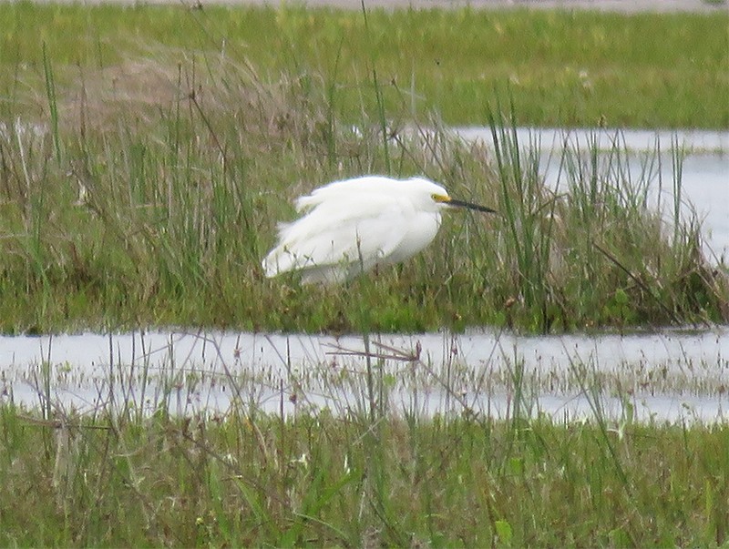 Snowy Egret - ML99092181