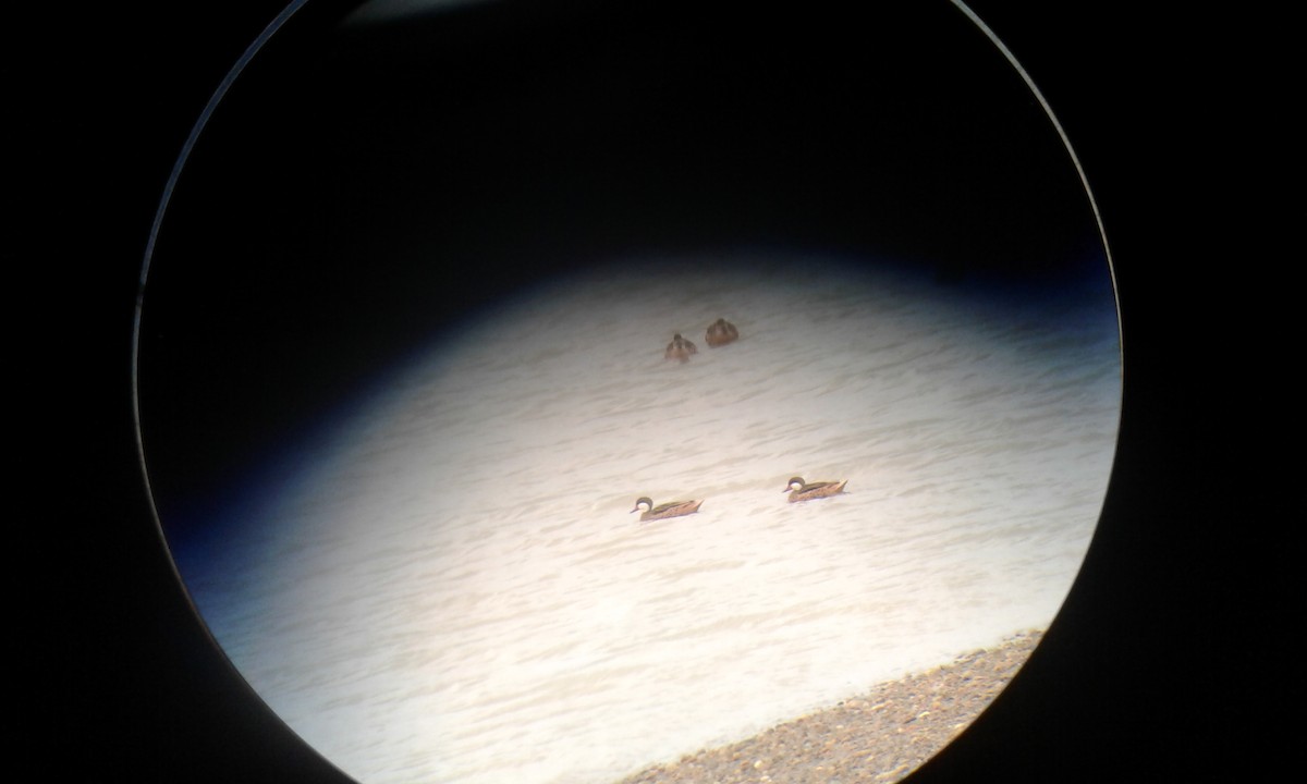 White-cheeked Pintail - ML99092191