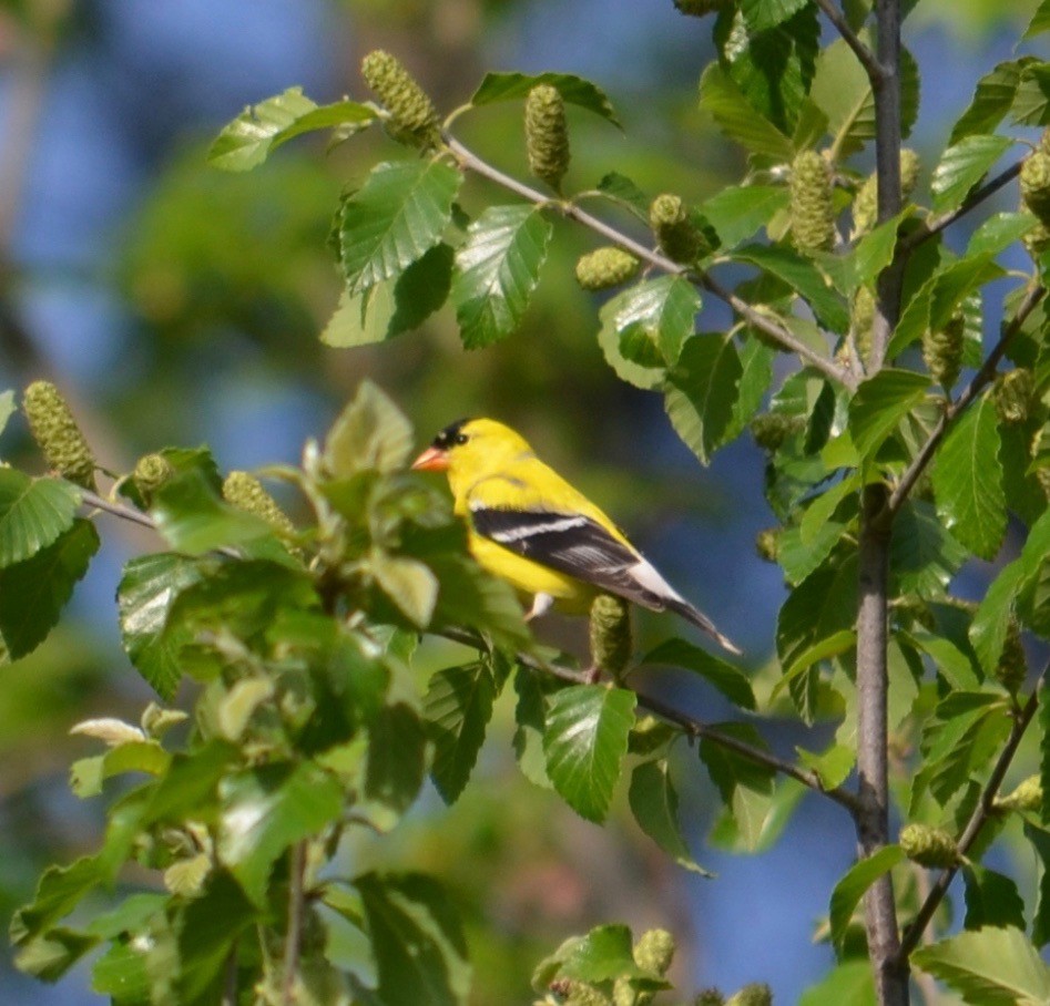 American Goldfinch - ML99092391