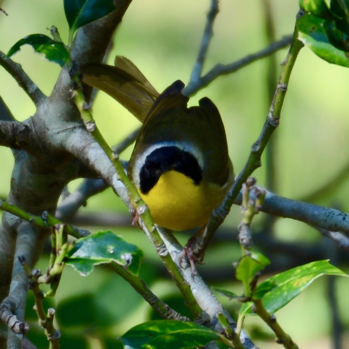 Common Yellowthroat - ML99092781