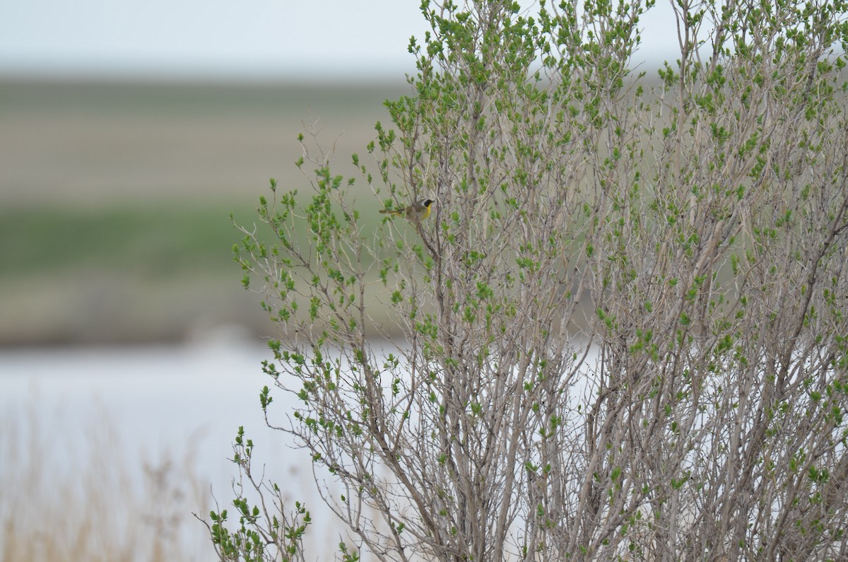 Common Yellowthroat - ML99093131