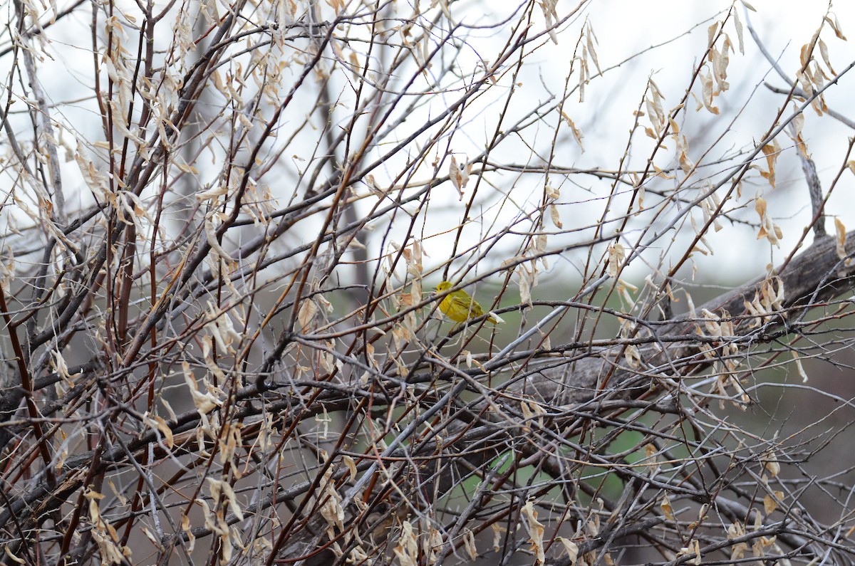 Yellow Warbler - ML99093171