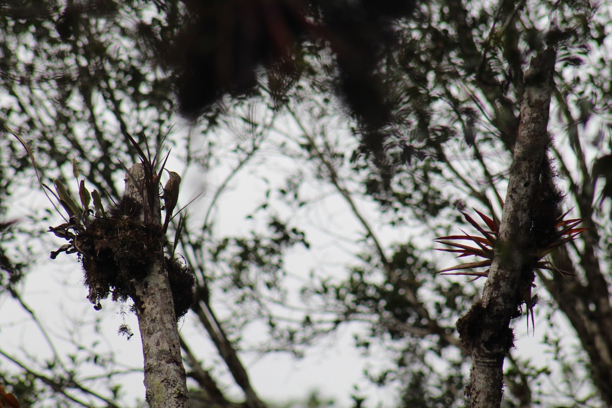 Montane Woodcreeper - ML99093291